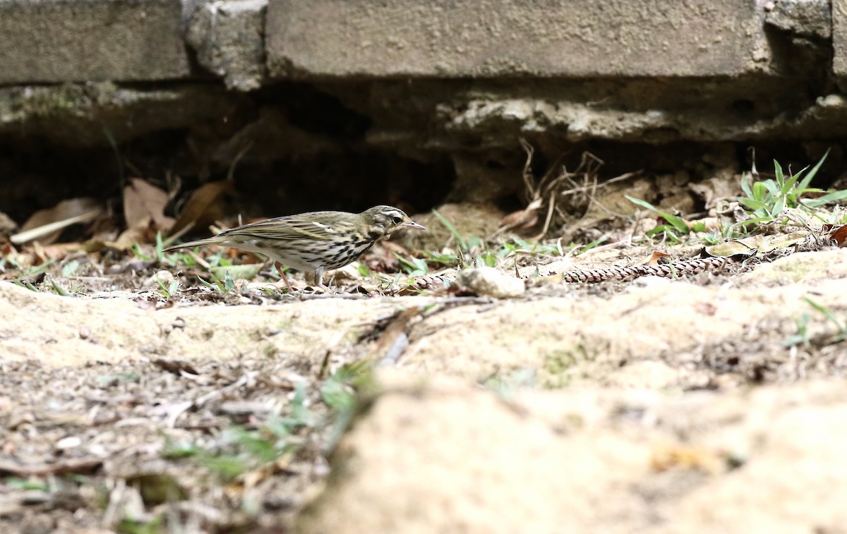 Pipit à dos olive - ML646782787