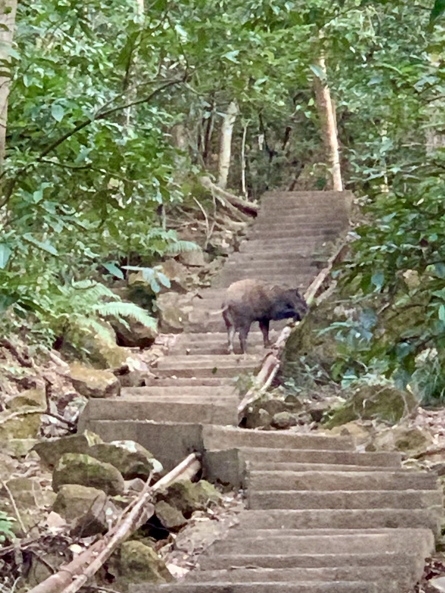 Mammiferi - ML646782788