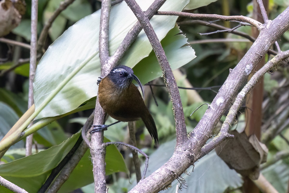 Pomatorhin à bec fin - ML646782789