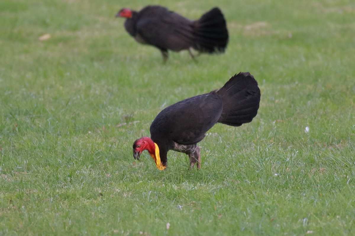 Talégalle de Latham - ML646782790