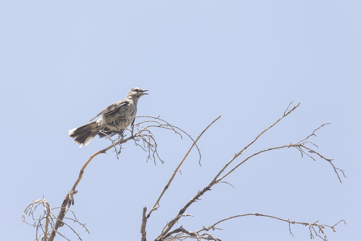 Moqueur du Chili - ML646782792