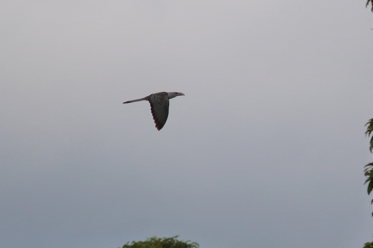 Coucou présageur - ML646782793