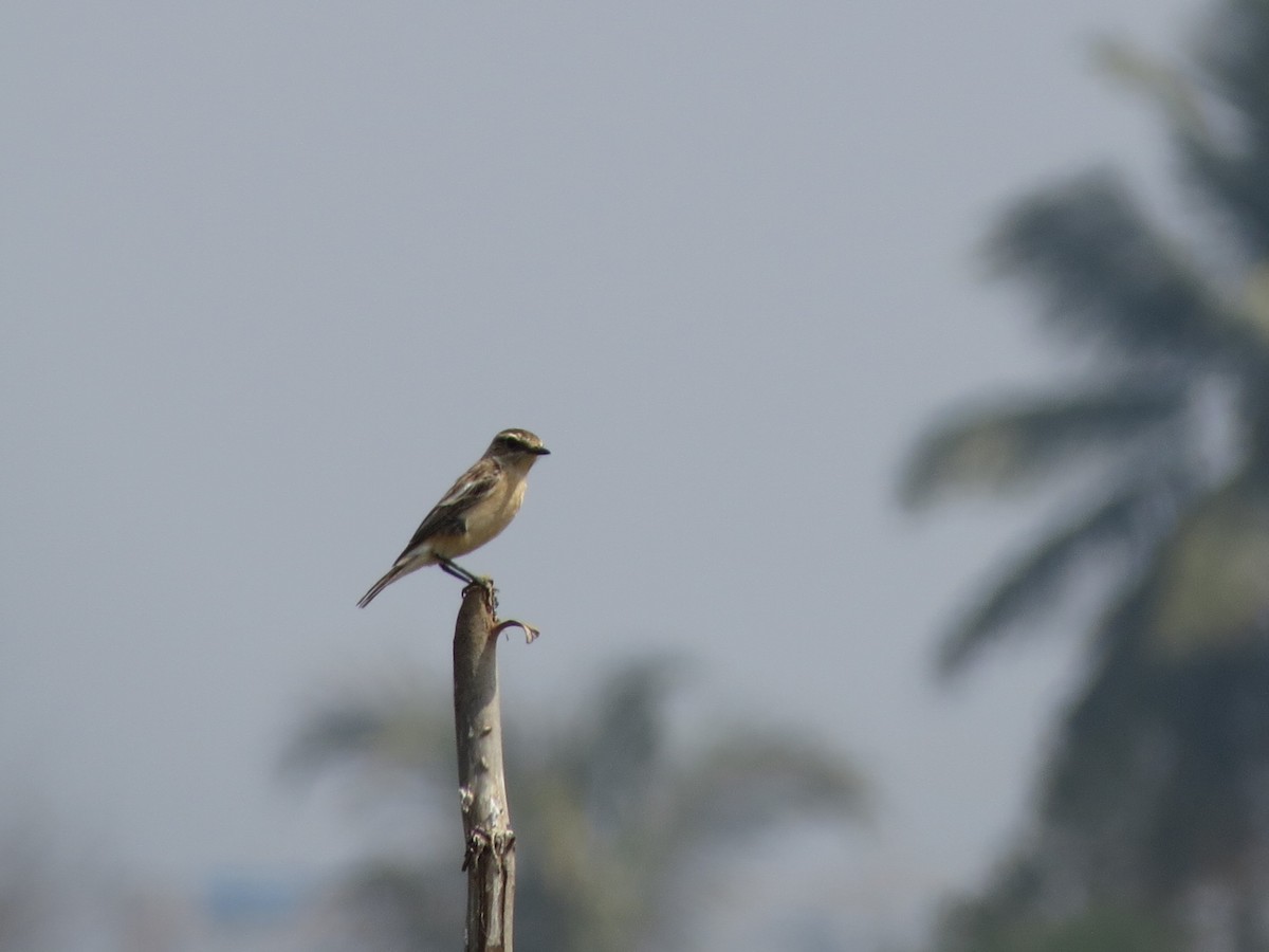 Tarier de Sibérie - ML646782794