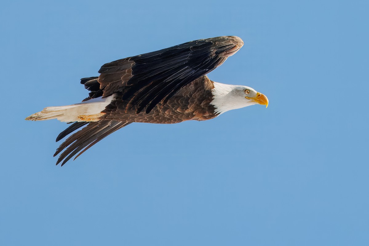 Bald Eagle - ML646782795