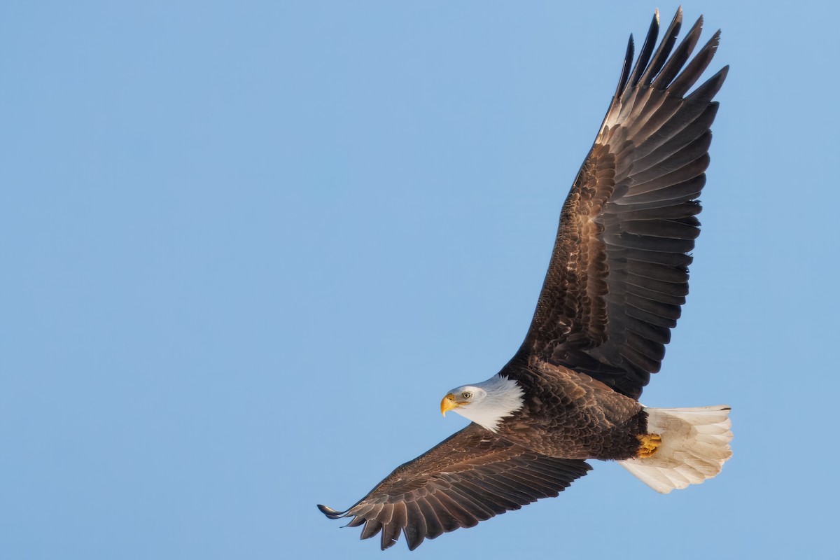 Bald Eagle - ML646782796