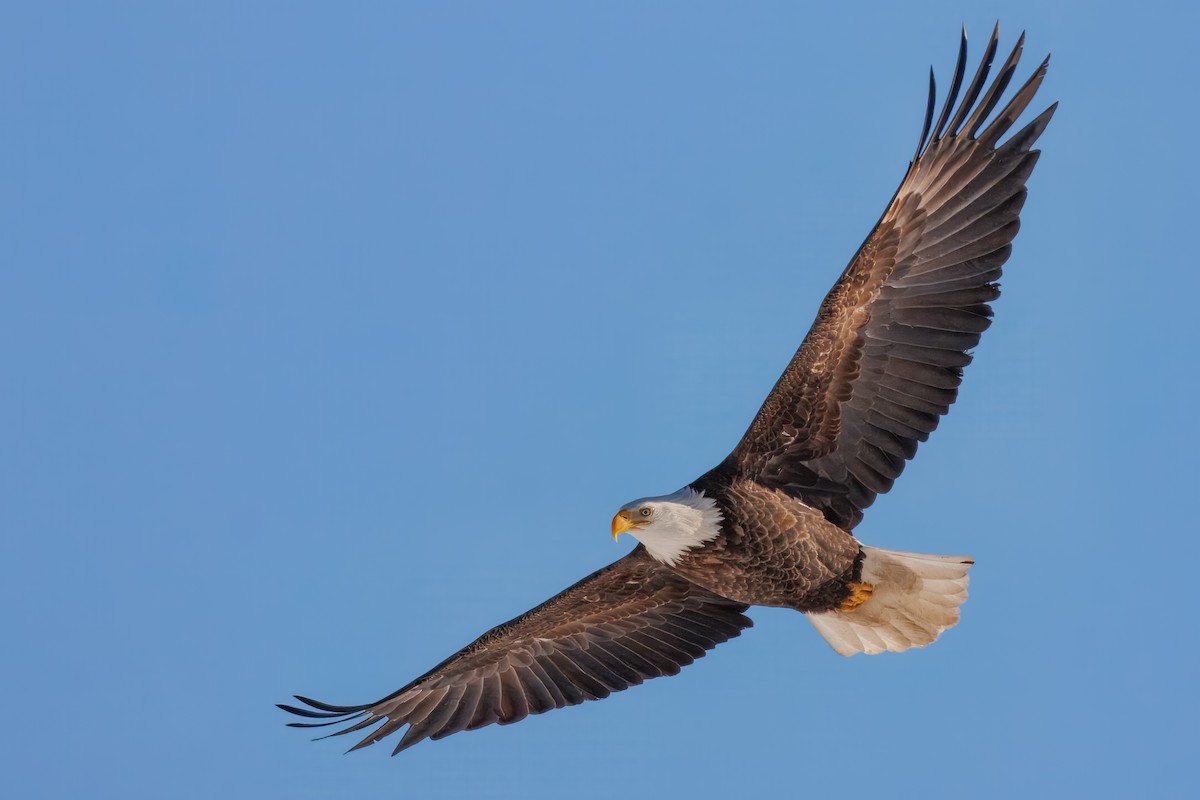 Bald Eagle - ML646782797