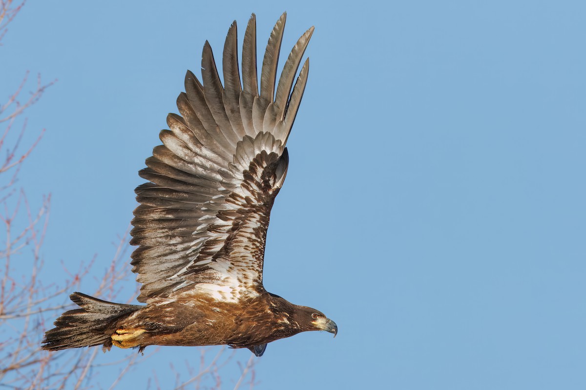 Bald Eagle - ML646782798