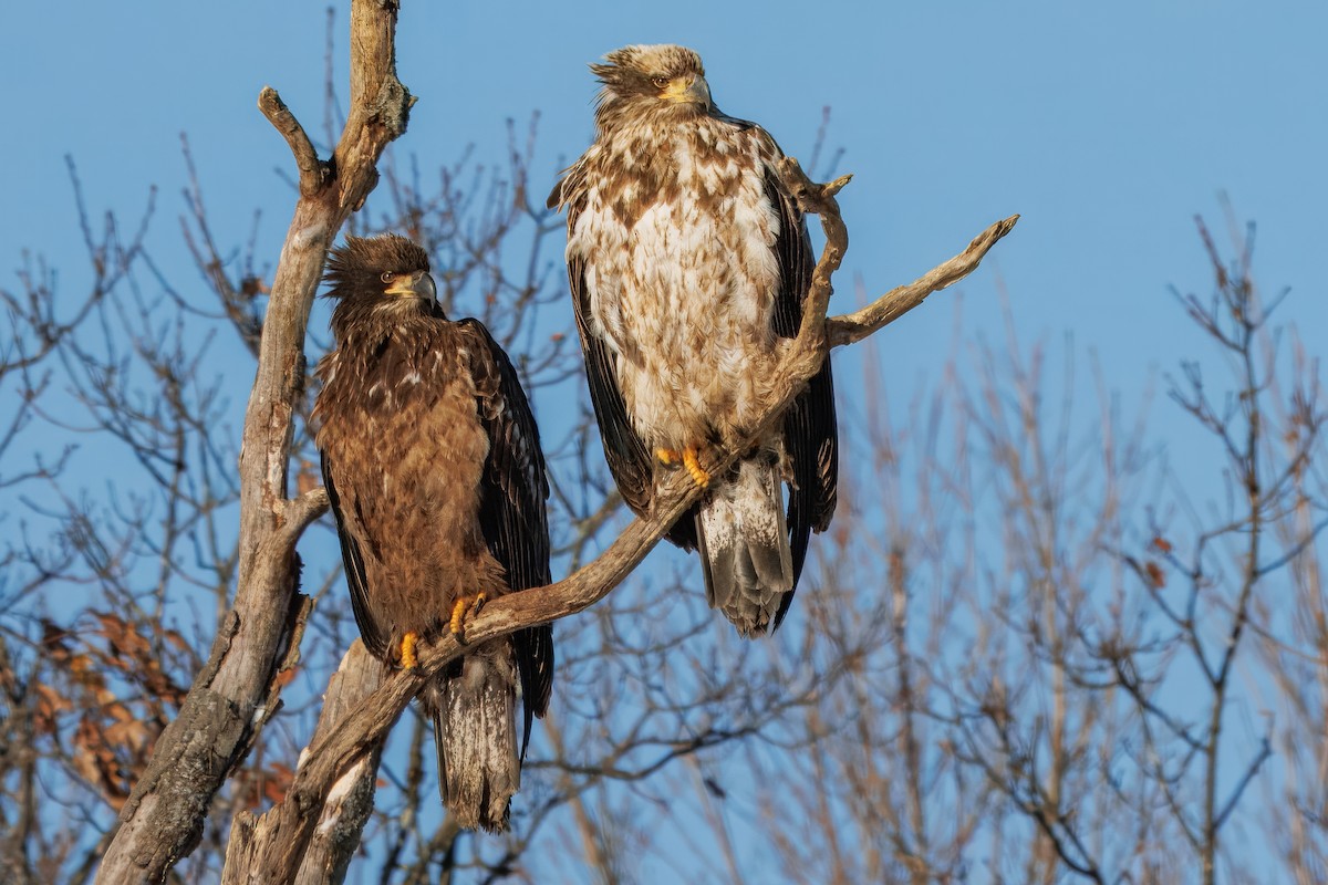 Bald Eagle - ML646782799