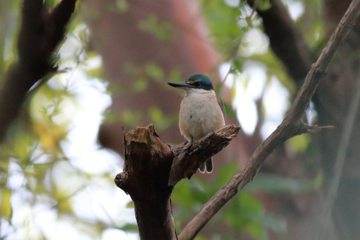 Martin-chasseur sacré (sanctus) - ML646782800