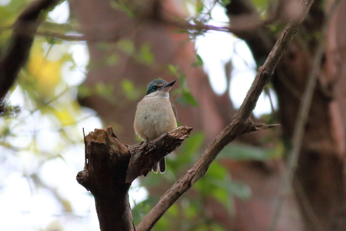 Martin-chasseur sacré (sanctus) - ML646782801