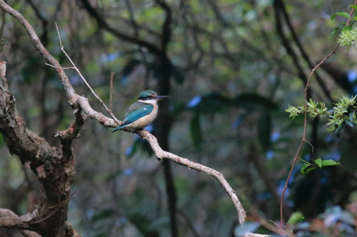 Martin-chasseur sacré (sanctus) - ML646782802