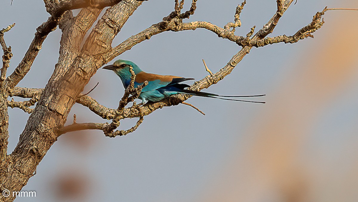 Rollier d'Abyssinie - ML646782803