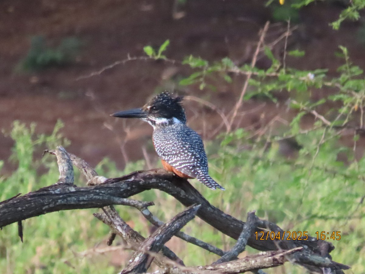 Martín Gigante Africano - ML646782804