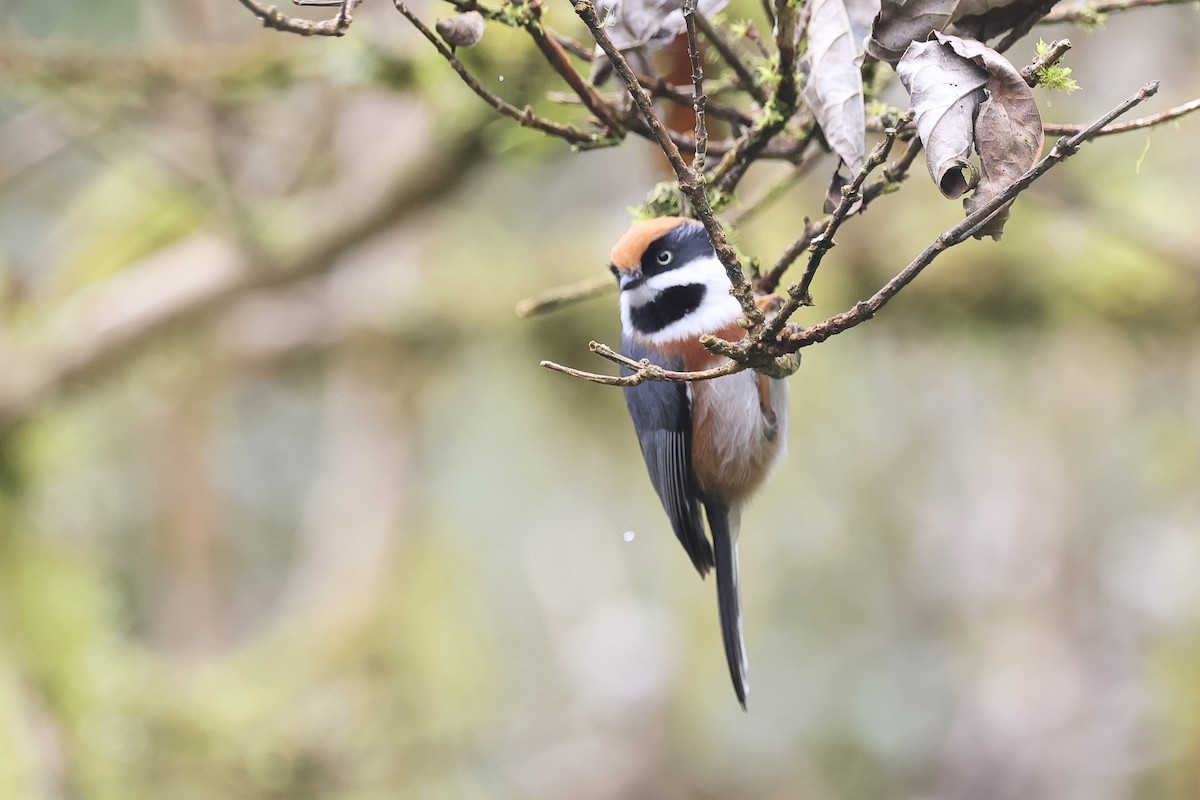 mlynařík kaštanovotemenný - ML646782806