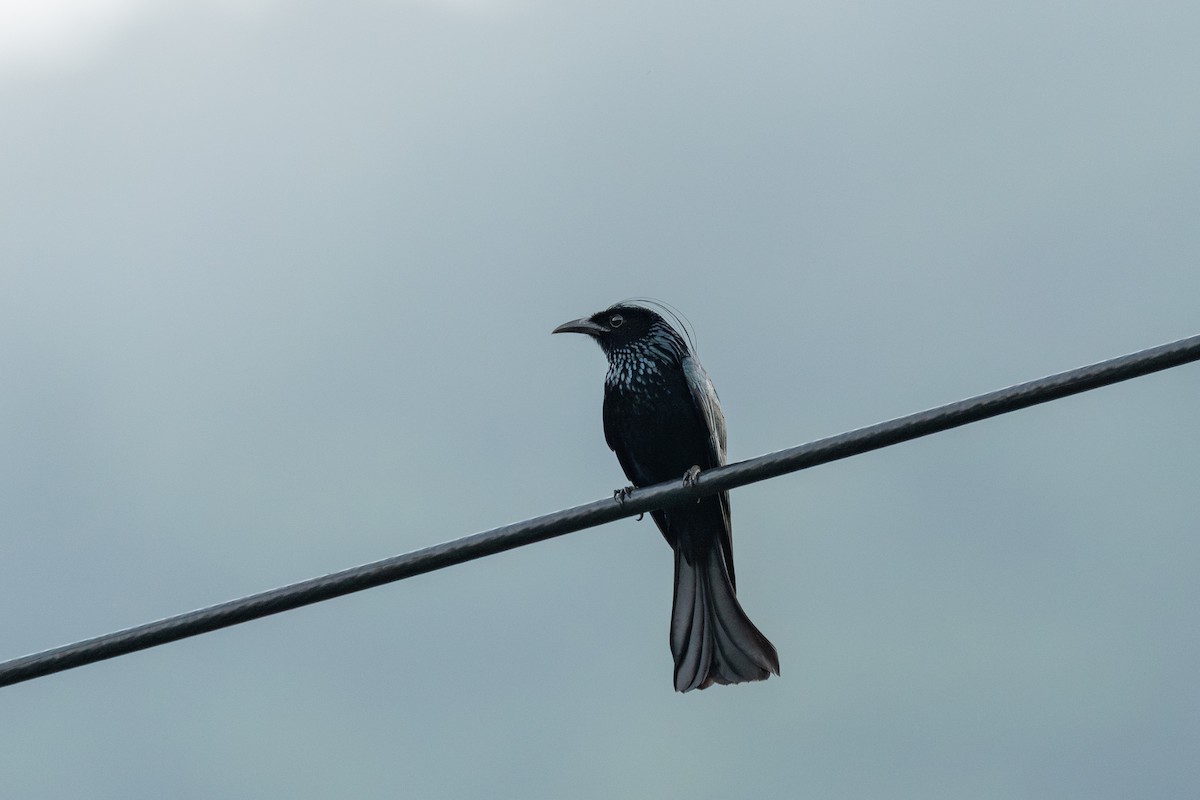 Hair-crested Drongo - ML646782807
