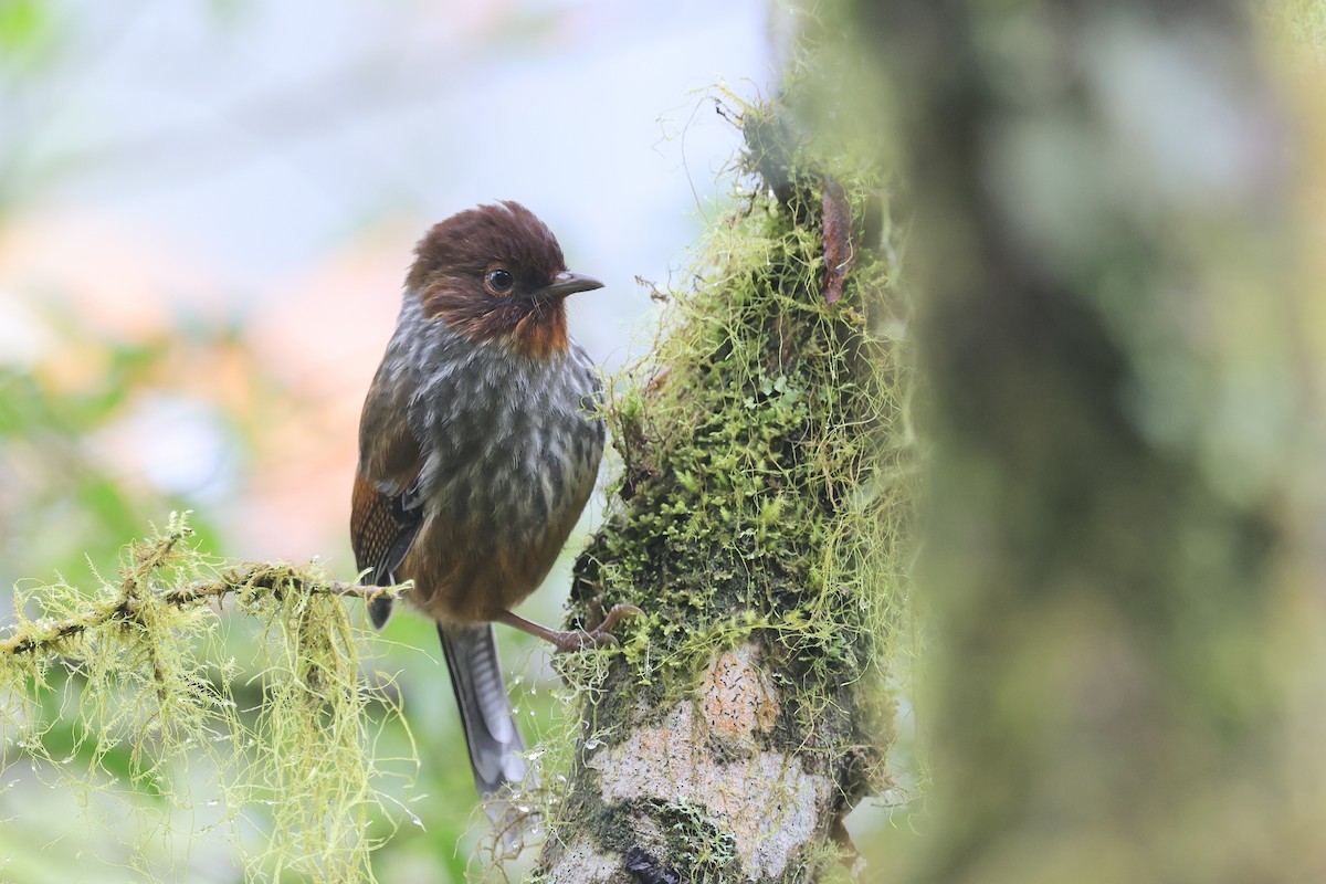 brunhodegittervinge - ML646782808