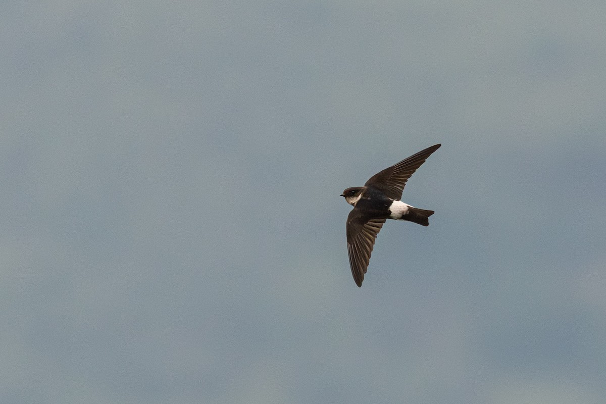 Asian House-Martin - ML646782809