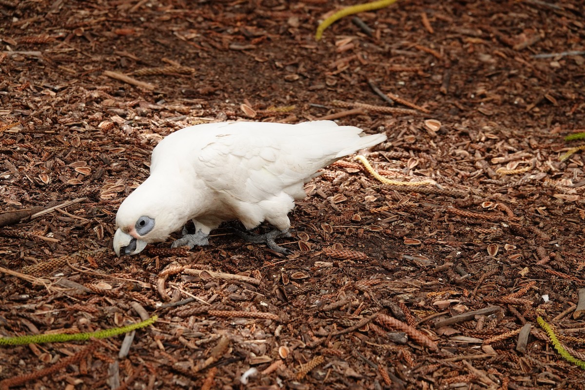 Little Corella - ML646782811