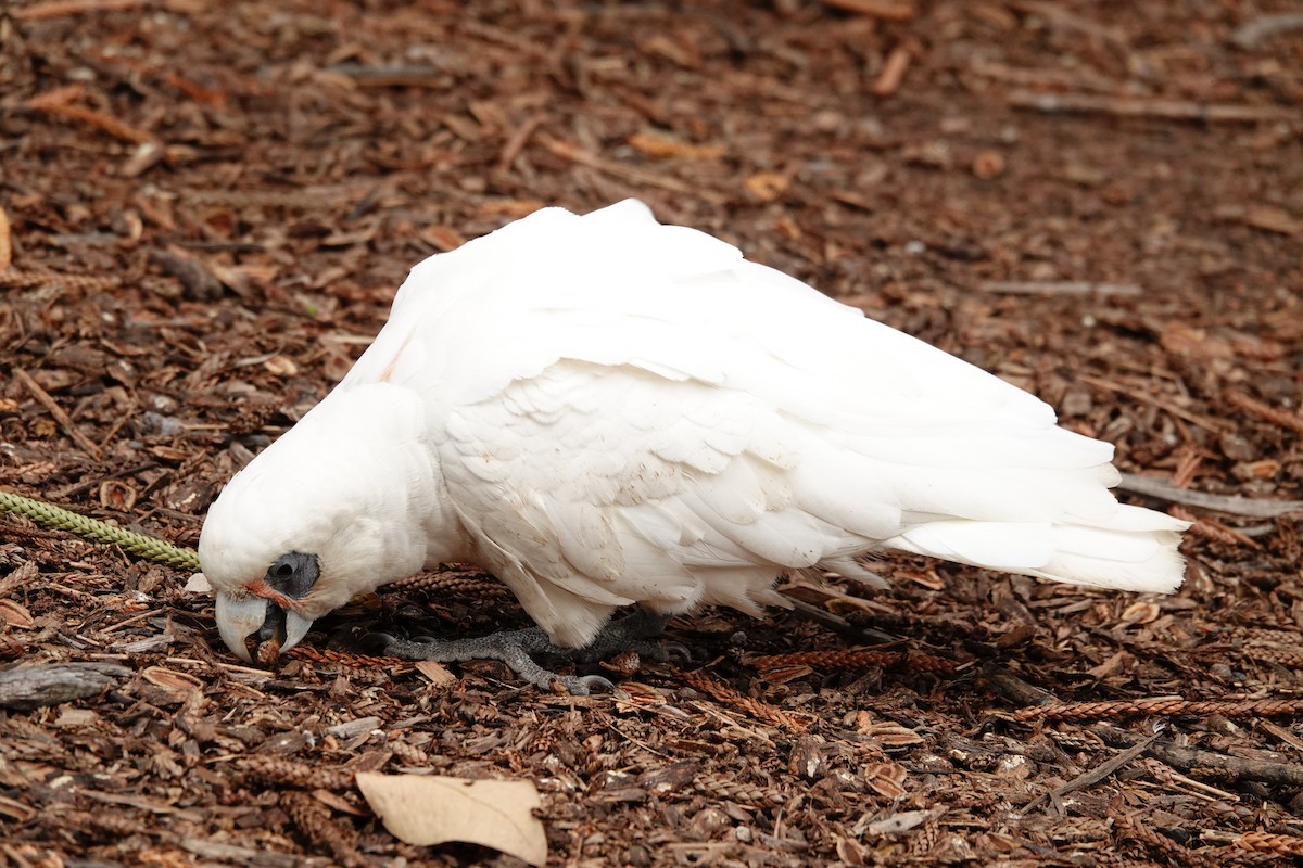 Little Corella - ML646782812