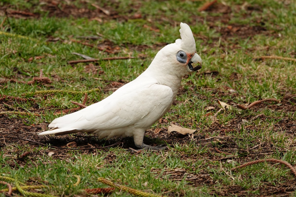 Little Corella - ML646782813
