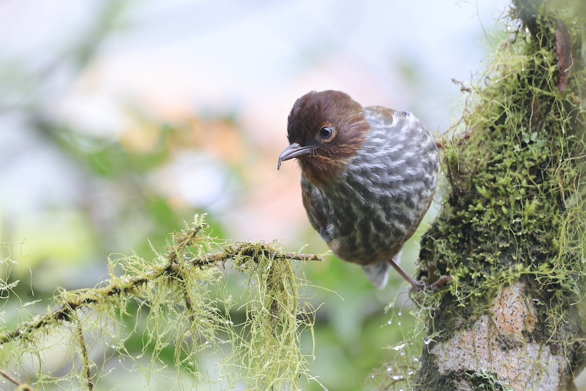 brunhodegittervinge - ML646782814