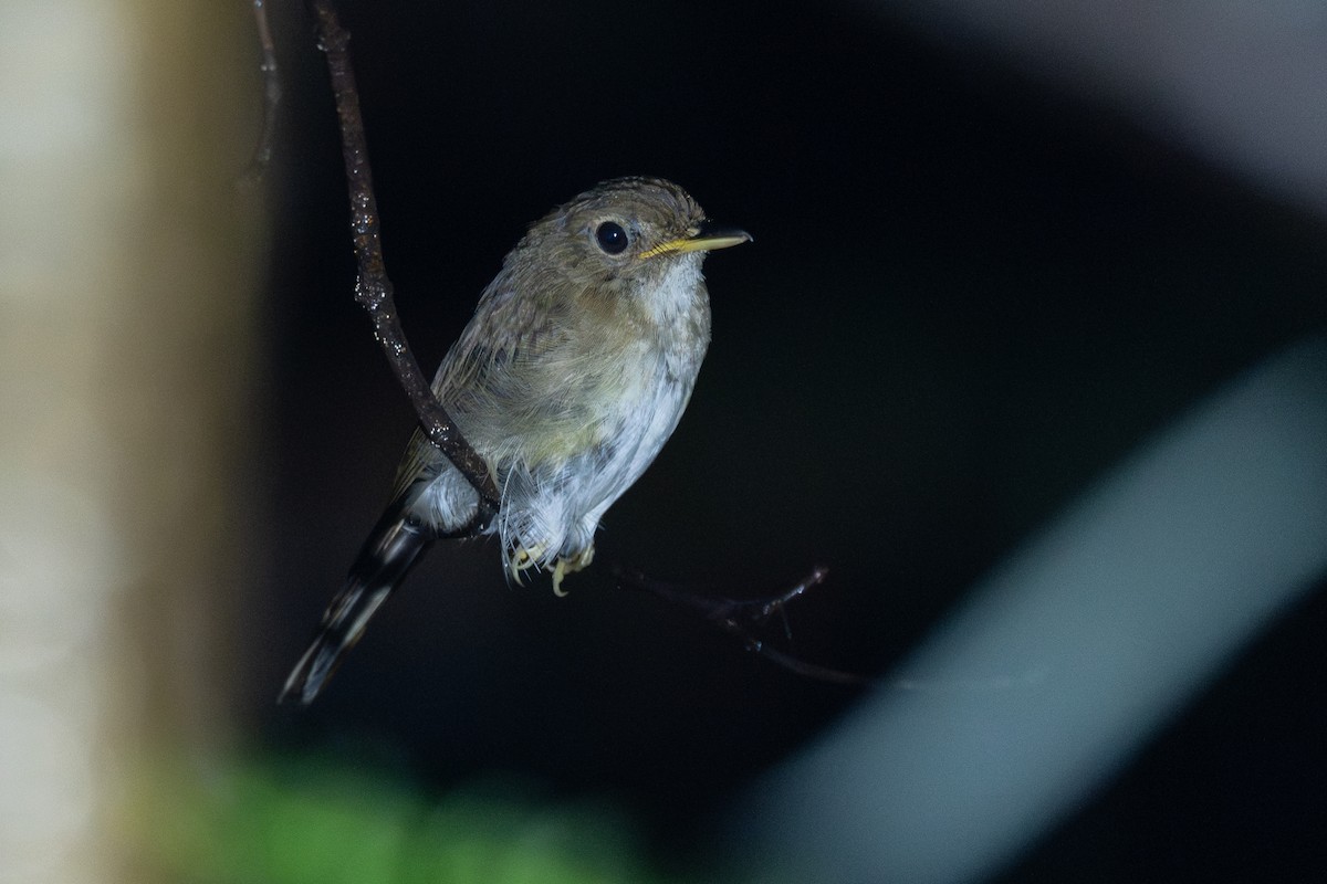 Brown-chested Jungle Flycatcher - ML646782815