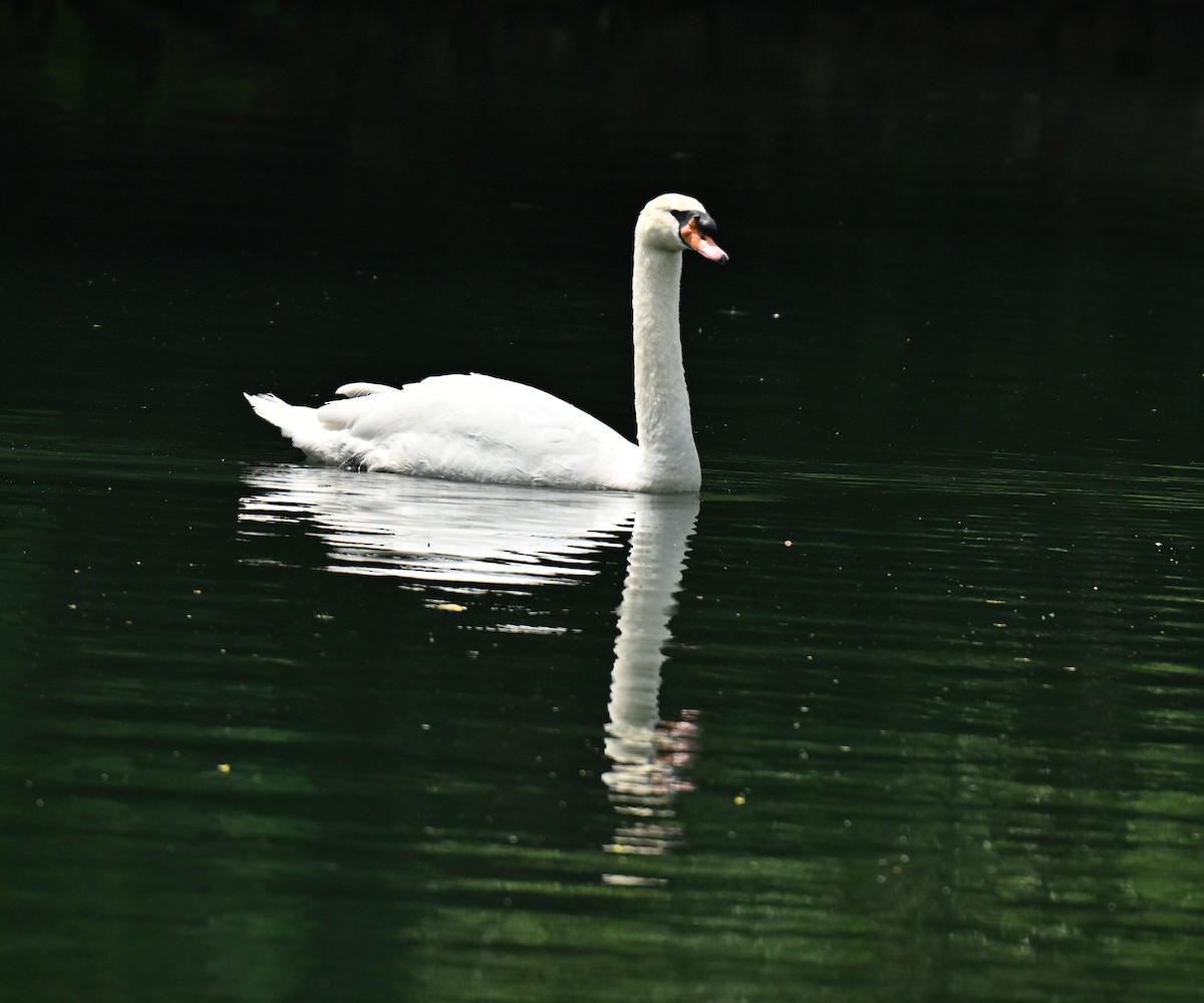 labuť velká - ML646782816