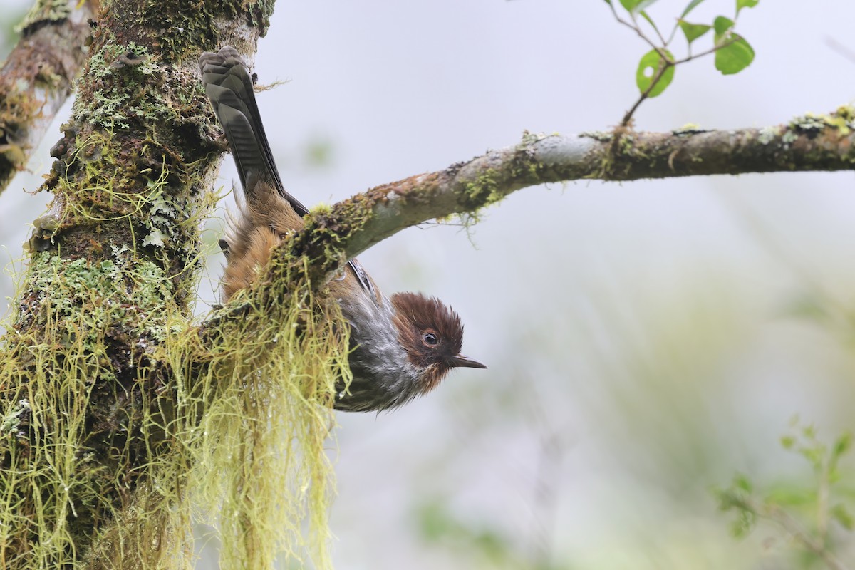 brunhodegittervinge - ML646782817