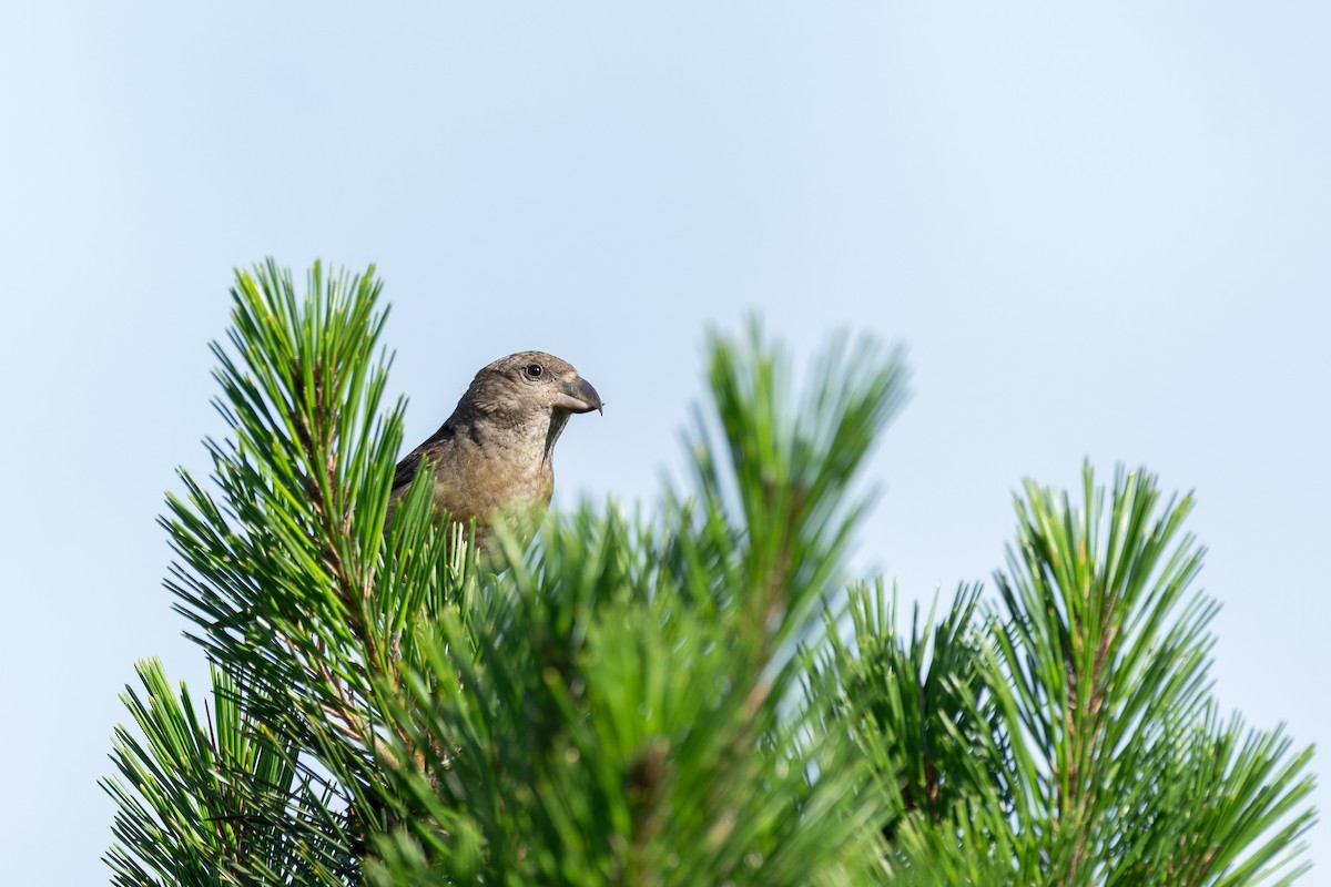 Red Crossbill - ML646782818