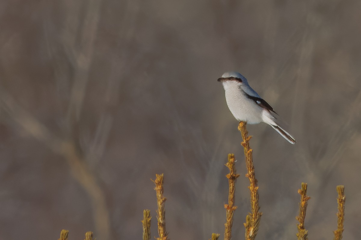 Antzandobi boreala - ML646782819