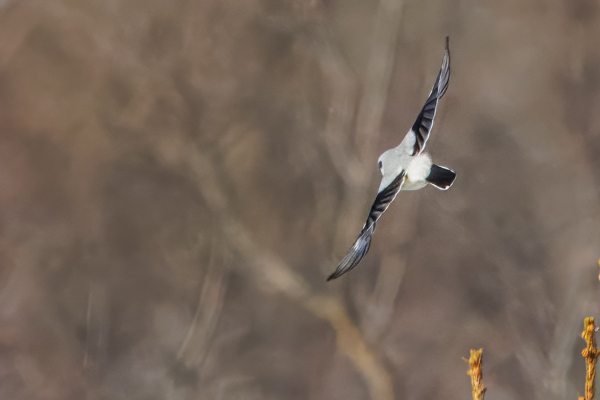 Antzandobi boreala - ML646782820