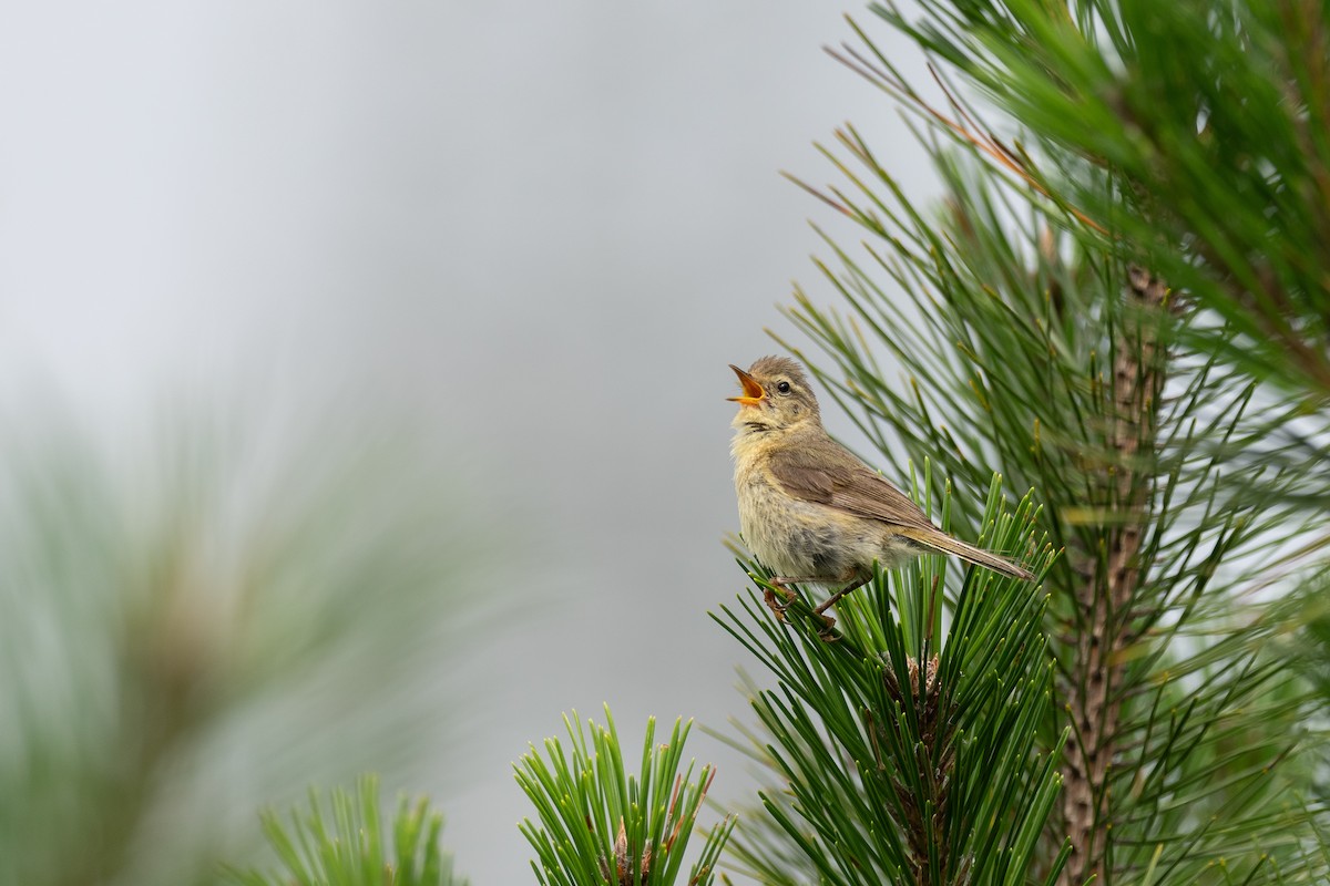 Buff-throated Warbler - ML646782821