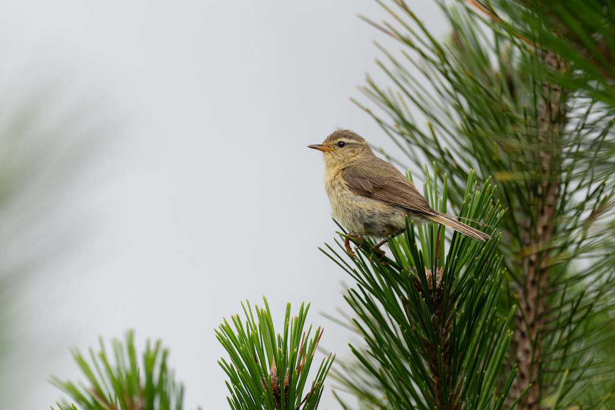 Buff-throated Warbler - ML646782822