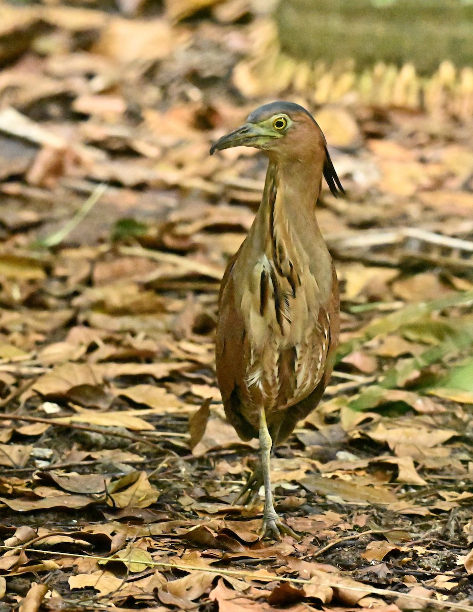 duskdverghegre - ML646782823