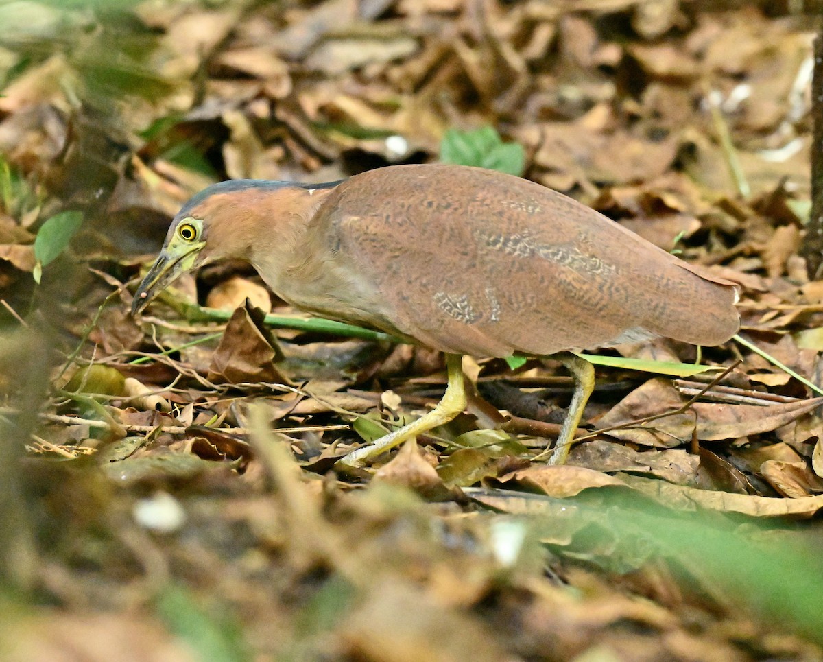 duskdverghegre - ML646782824