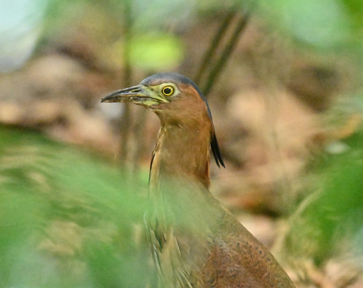 duskdverghegre - ML646782825