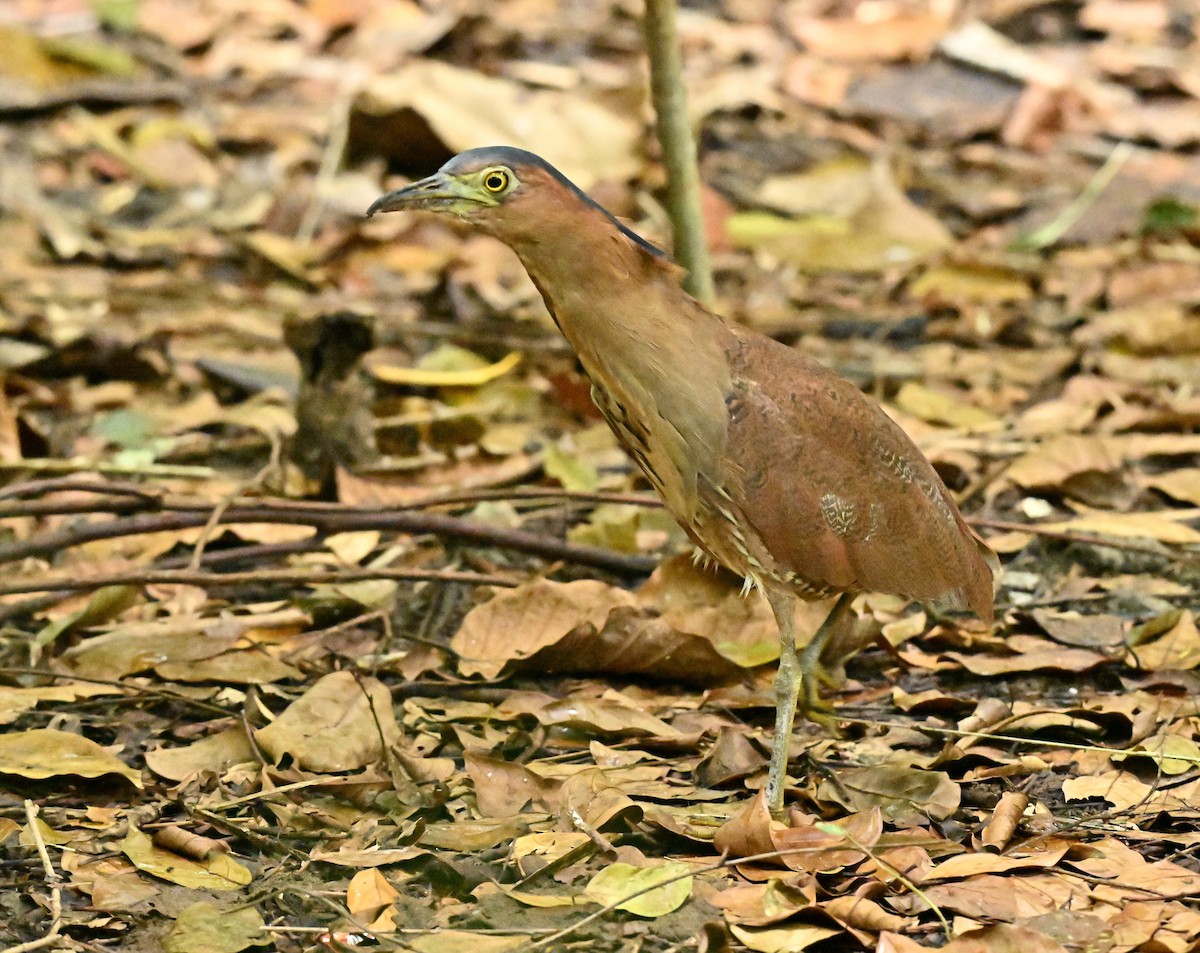 duskdverghegre - ML646782826