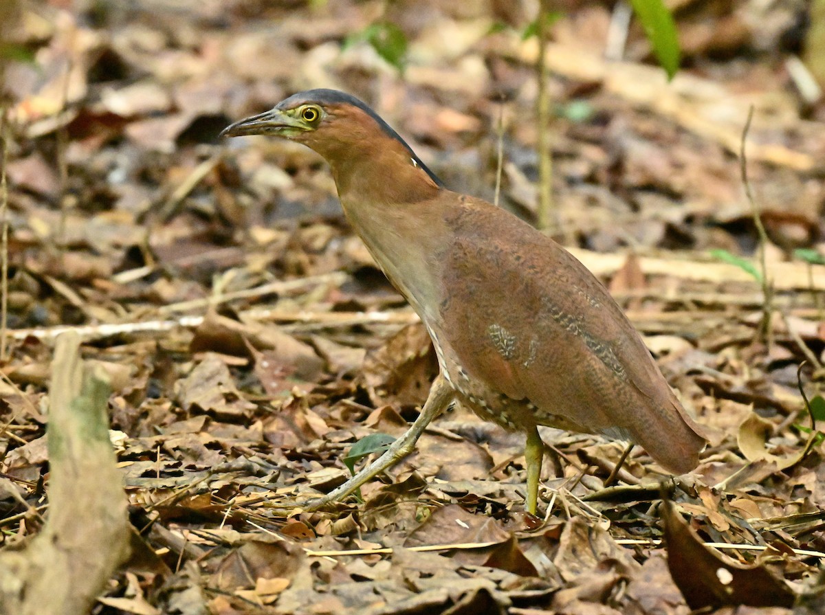 duskdverghegre - ML646782827