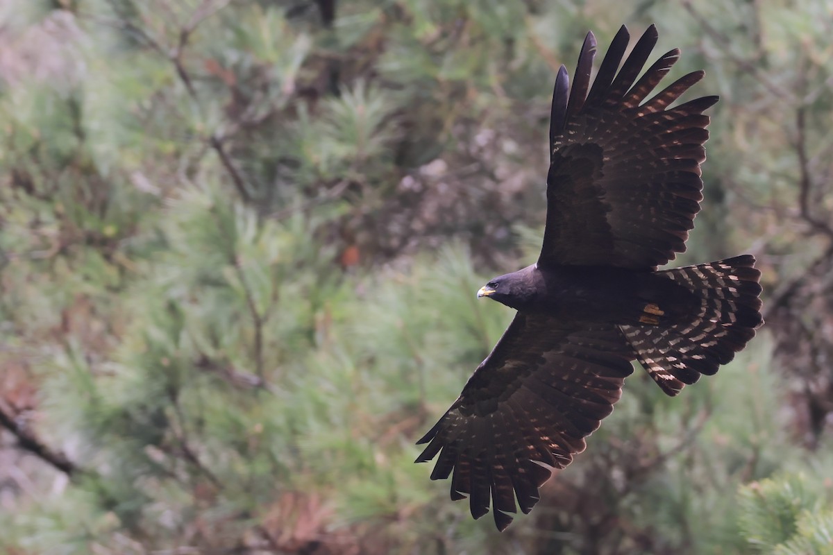 svartørn - ML646782828