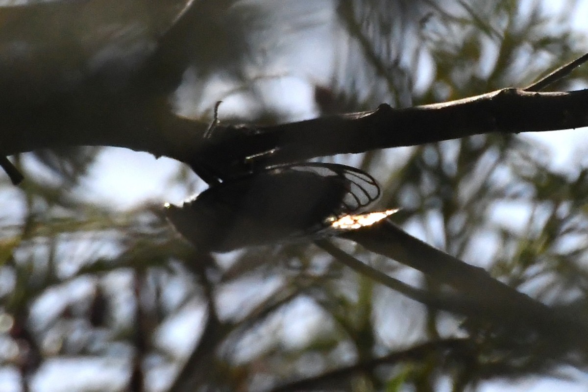 Animali - ML646782829