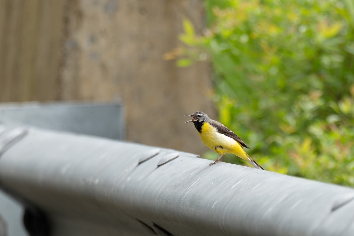 Gray Wagtail - ML646782830