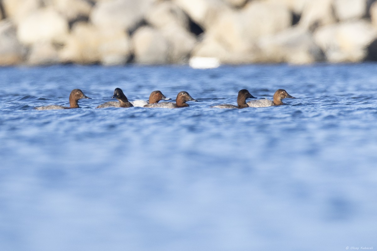 Common Pochard - ML646782834