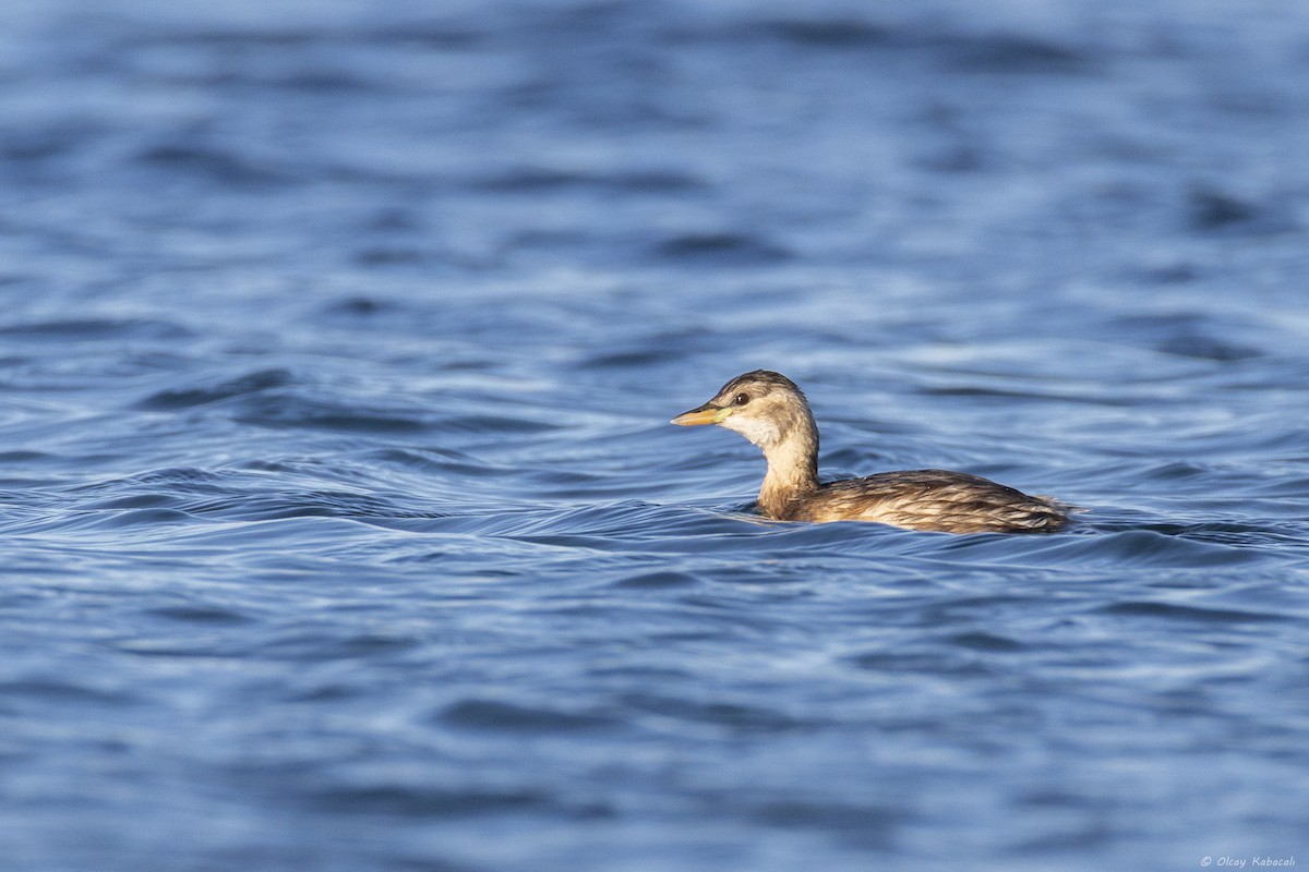 Little Grebe - ML646782835