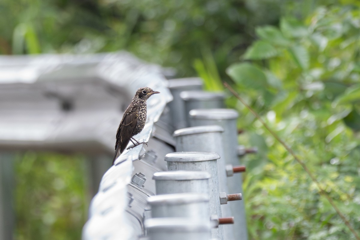 Chestnut-bellied Rock-Thrush - ML646782838