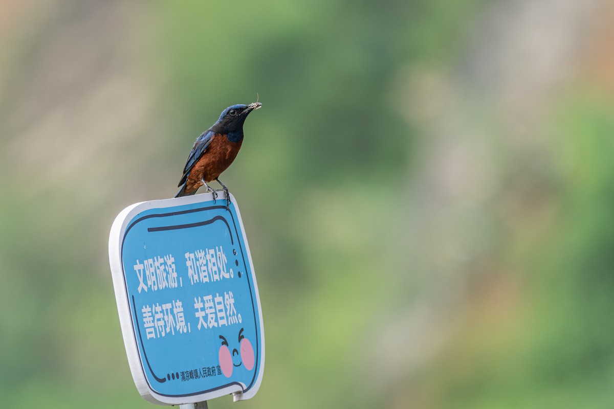 Chestnut-bellied Rock-Thrush - ML646782839