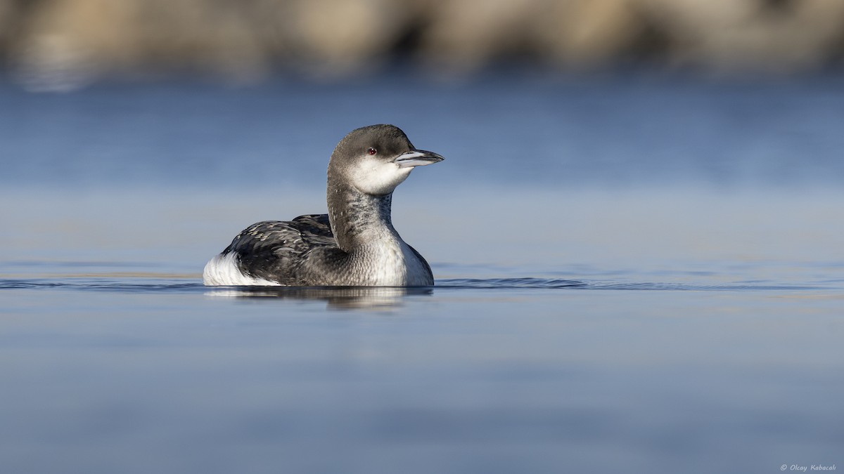 Arctic Loon - ML646782840