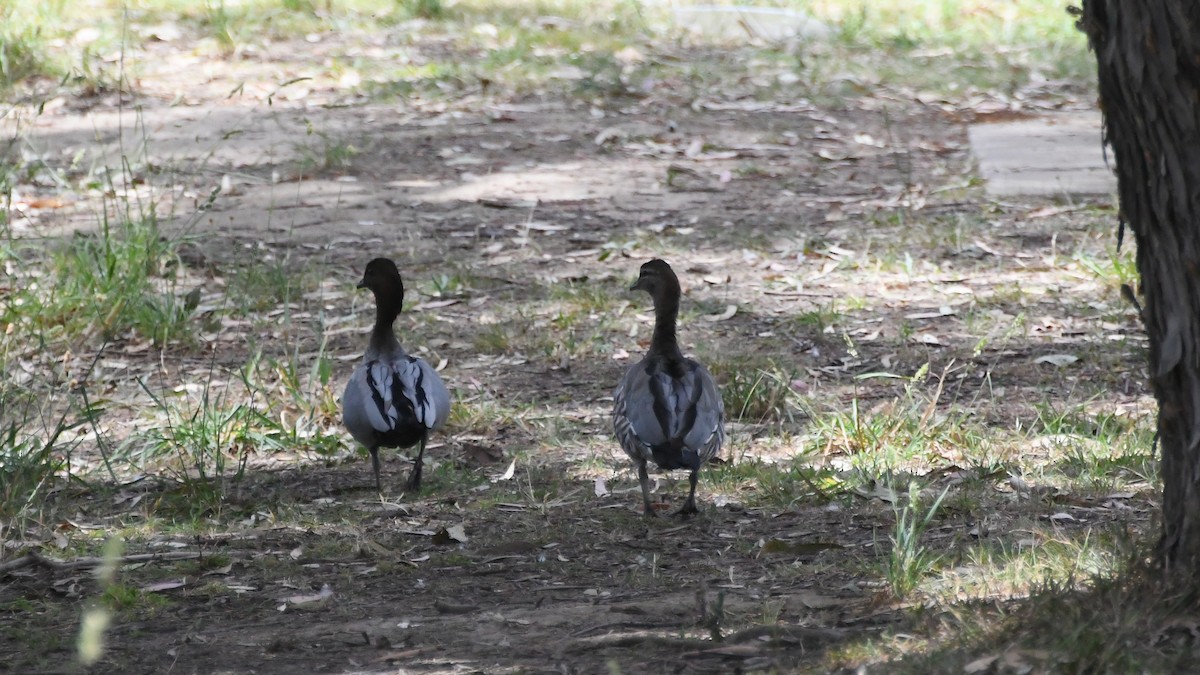 Oca arborea australiana - ML646782841
