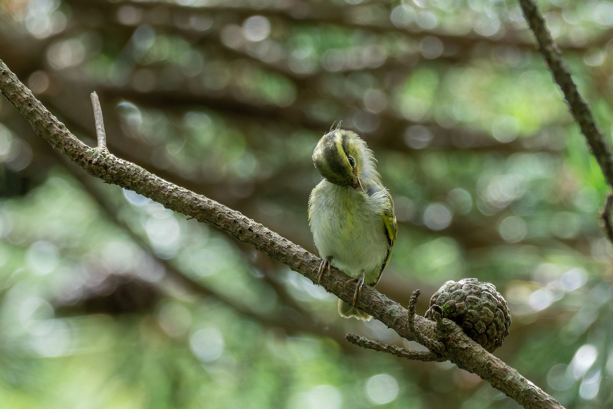 Hartert's Leaf Warbler - ML646782842