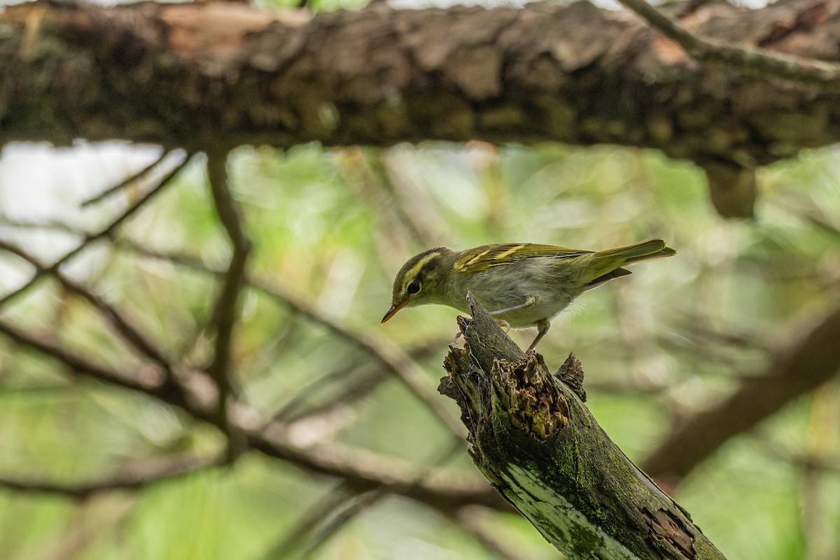 Hartert's Leaf Warbler - ML646782843