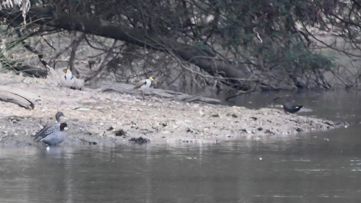 Oca arborea australiana - ML646782844